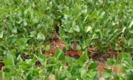 Fazenda à venda na Warta no Paraná.   - Com 85 alqueires sendo 66 alqueires de plantio.
