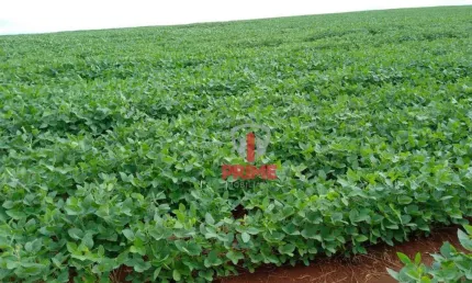 Fazenda à venda em Guaravera no Pr. Com 88 alqueires, 78 alqueires plantando, chega a 85 alqueires de plantio. Região de bastante chuva. Atualmente ta