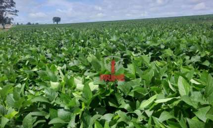 Fazenda à venda em Boa Esperança - Maringá, no Paraná. Com 117 alqueires sendo 110 alqueires com plantação.   Pagamento  1 entrada + 1 pagamento.