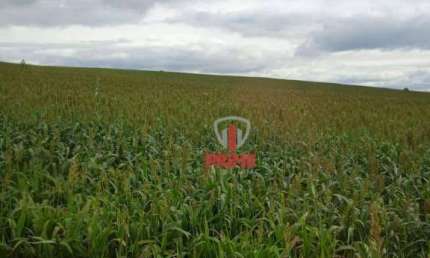 Fazenda à venda em Porecatu no Paraná. Com 40 alqueires, sendo 37 alqueires plantado num quadro somente, topografia plana. Valor da venda R$ 12.000