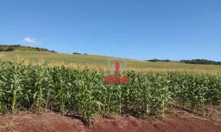 Sítio à venda em Assaí no Paraná. Com 10 alqueires sendo 9 alqueires de plantio, aceita  como parte do pagamento apartamento em Londrina ou Cambé. Há