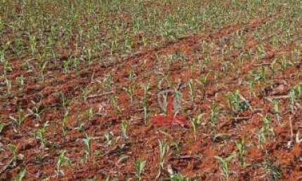 Fazenda à venda em Manoel Ribas no Paraná. Com 53 alqueires sendo 14 alqueires com plantio, mangueira, reserva localizada, pasto reformado.  Aceita pr