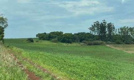 Sítio à venda na Warta região de Londrina no Paraná.  - Com 10 alqueires, sendo 5,5 alqueires plantando, 2,0 alqueires plantar, hoje em pasto.