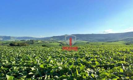 Fazenda à venda, 69 alqueires por R$ 16.000.000 - Bairro Rural - Rosario do Ivai/PR