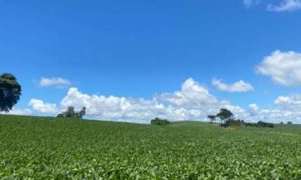 Fazenda à venda em Tamarana no Paraná.   - Com 44,5 alqueires, sendo 25 alqueires de plantio.