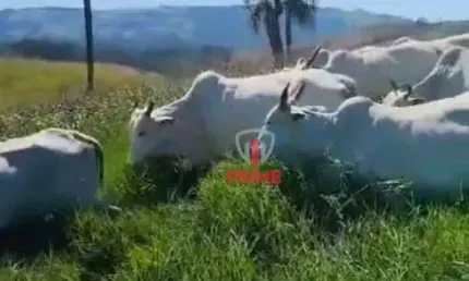 Fazenda à venda em sapopema no Paraná. Com 87 alqueires, formada em pasto, mangueira, casa de funcionário, cercas novas.  R$ 200.000,00 o alqueire --