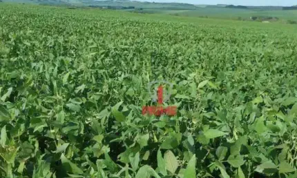 Fazenda à venda em Santa Mariana no Paraná. Com 155 alqueires, 115 alqueires plantando, 5 alqueires de eucalipto.  3.000 sacas de soja por alqueires -