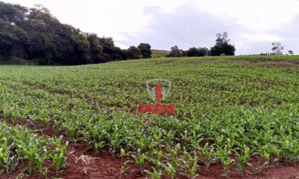 Sítio à venda em Primeiro de Maio no Pr.   - Com 10 alqueires, sendo 8 alqueires de plantio, ondulado.