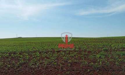 Sítio à venda em Primeiro de Maio no PR.   - Com 8 alqueires, planta tudo, terra roxa, 500 metros do asfalto.