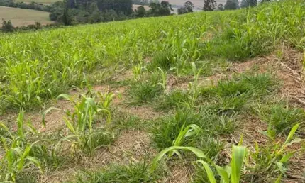 Sítio à venda em Tamarana no PR.   - Com 6.80 alqueires, 5.44 alqueires de plantio, 780m de altitude.