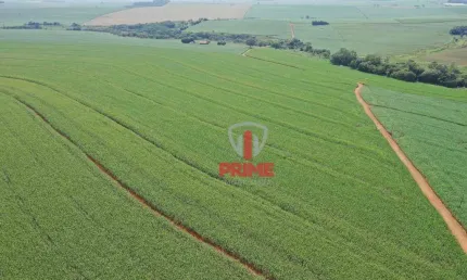 Fazenda à venda em Guaravera no Paraná.   - Com 80.75 alqueires sendo 60 alqueires de plantio.