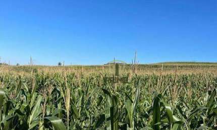 Sítio à venda em Bela Vista do Paraíso no Paraná. Com 29 alqueires sendo 24 alqueires de plantio, 2 alqueires de pasto, contendo lagoa e mangueira. To