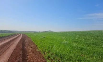 Fazenda à venda em Cornélio Procópio no Paraná.   - Com 105 alqueires, 85 plantado, 2 alqueires de horta, 3 alqueires pasto.