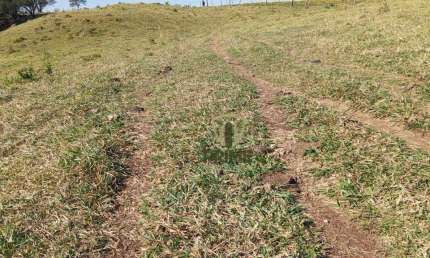 Sítio à venda em Bela vista do Paraiso no Paraná. Com 13 alqueires, 08 km da cidade, Mangueira, Todo em pasto.  R$ 2.000.000,00 - Em três pagamentos,
