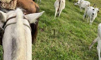 Fazenda à venda em Reserva no Paraná. Com 166 alqueires inteira em pasto. 25 km da cidade  R$ 18.000.000,00.