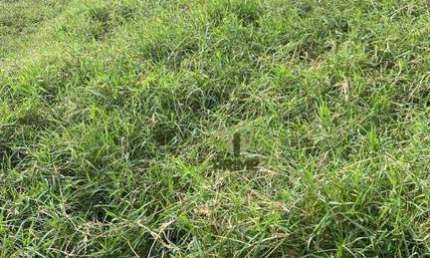 Fazenda à venda em Rio Branco do Ivaí - Paraná.   - Com 111 alqueires sendo 34 alqueires de plantio, restante pasto.