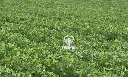 Fazenda à venda em Tomazina- Paraná com 214 alqueires.  - Com 160 alqueires de plantio