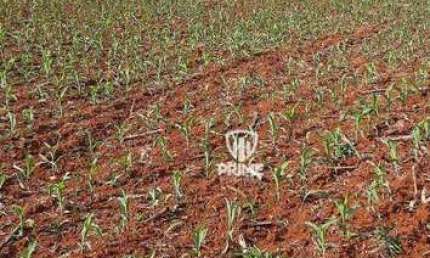Sitio à venda em Manoel Ribas -PR.   - Com 47 alqueires, sendo 23 de plantio e 16 de pasto.