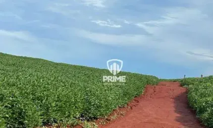 Sítio à venda em Sertanópolis no Paraná.   - Com 2.5 alqueires