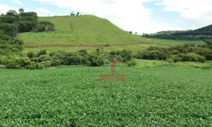 Fazenda à venda em Apucarana no Paraná. Com 116,5 alqueires paulista sendo 65 alqueires em soja, 46,5 alqueires de pasto colonial, 5 alqueires de rese