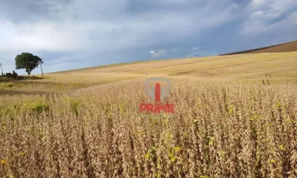 Sítio à venda em Andirá no Paraná.   - Com 19 Alqueires, plantando 17.