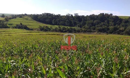 Fazenda à venda 84 Alqueires por R$ 12.600.000 - Rural - Jaguapitã/Paraná