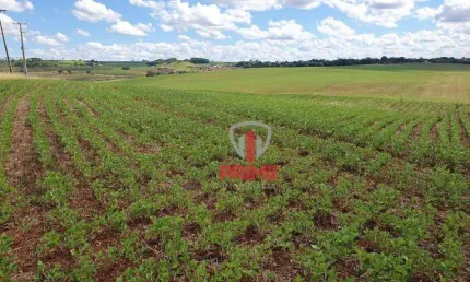 Fazenda à venda em Florestópolis no Paraná. Plantando 80 alqueires, sem reserva.