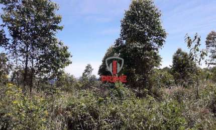 Fazenda à venda com 104 Alqueires por R$ 28.600.000 - Rural - São Jeronimo da Serra/PR