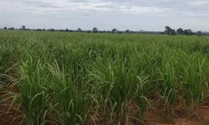 Fazenda com 2 salas à venda na Rua Domingos Alves, 100, Marrecas, Panorama