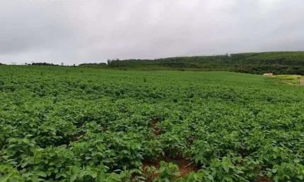 Sítio Comercial à venda, Centro, Pilar do Sul - SI0238.