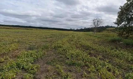 Chácara / sítio à venda na Estrada Itapetininga, Centro, Itapetininga