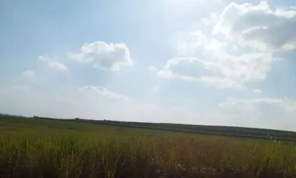 Fazenda com cana à venda no município de Quatá em, Presidente Prudente-SP