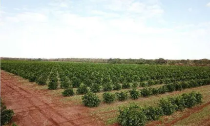 Fazenda de laranja à venda no município de Votuporanga-SP