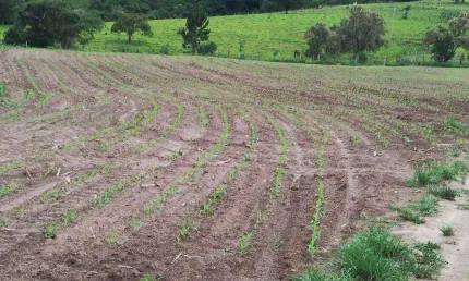 Fazenda à venda na Rua Nova Escócia, 24, Vila Barth, Itapetininga