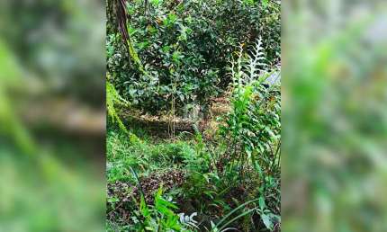 Chácara / sítio com 3 quartos à venda na próx. à BR-116, Zona Rural, Campina Grande do Sul por R$ 900.000