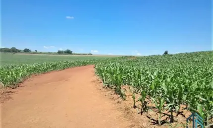 Sítio com 36 Alqueires, na Barranca do Rio Ivaí, localizado a 8 km da rodovia que liga engenheiro Beltrão a Maringá PR