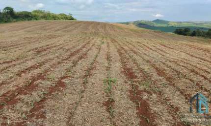Fazenda com 57 alqueires (plantando 46) Solo roxo alta fertilidade, Engenheiro Beltrão PR