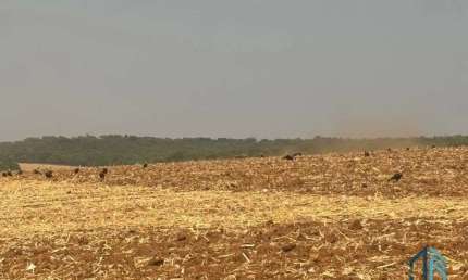 Sítio com área verde e pomar, 14 alqueires, arrendado que planta soja, em Vianópolis Goiânia - GO