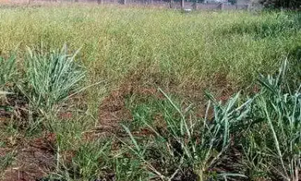 Terreno à venda no Recreio Anhangüera, Ribeirão Preto 