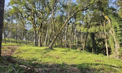 Terreno para venda em campo alegre, bateias de baixo