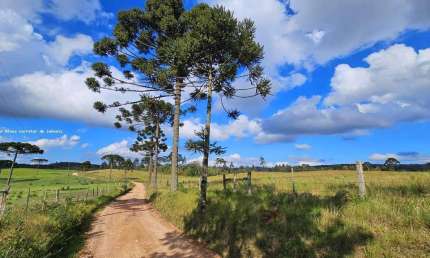 Fazenda para Venda em São Bento do Sul, Rio Vermelho Povoado