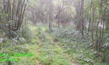 Chácara / sítio à venda na Estrada São Pedro do Maratá, s/n, Esperança, Maratá por R$ 198.000