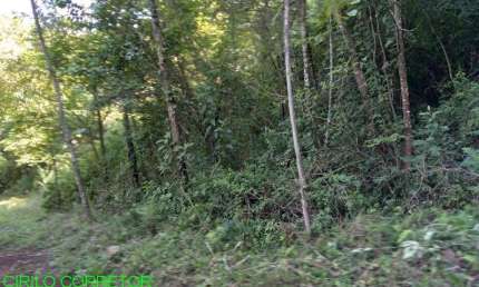 Chácara / sítio à venda na Estrada Marata/Brochier, s/n, Zona Rural, Maratá por R$ 205.000