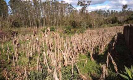 Terreno à venda na Estrada Esperança, Centro, Maratá
