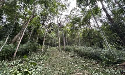 Terreno à venda na Izabel Idalina Ferreira, 2901, Ressacada, Garopaba, 172990 m2 por R$ 1.260.000