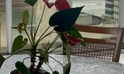 Apartamento 4 dormitórios à venda Meia Praia Itapema/SC