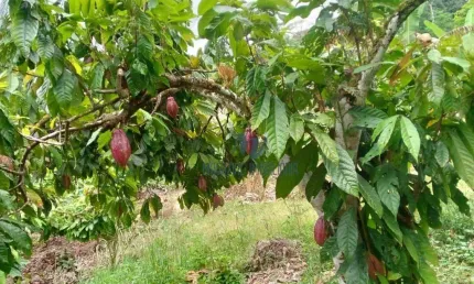 Fazenda à venda, 10067200 m² por R$ 1.600.000,00 - Zona Rural - Santa Luzia/BA