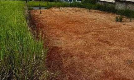 Terreno à venda no bairro Centro - Governador Celso Ramos/SC