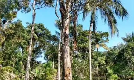 Terreno à venda no Balneário Gaivota, Itanhaém 