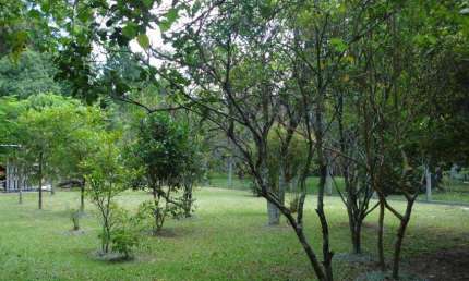 Casa com 4 quartos à venda na Estrada Manoel Leôncio de Souza Brito, 140, Vargem Pequena, Florianópolis por R$ 1.690.000